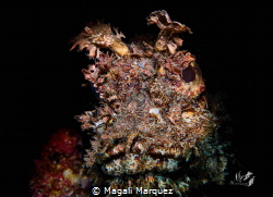 Portrait Scorpionfish with Marelux SOFT snoot by Magali Marquez 